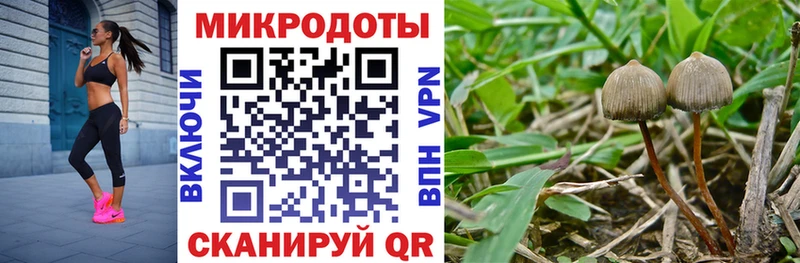 Купить где  Калач-на-Дону  Псилоцибиновые грибы Psilocybine cubensis 